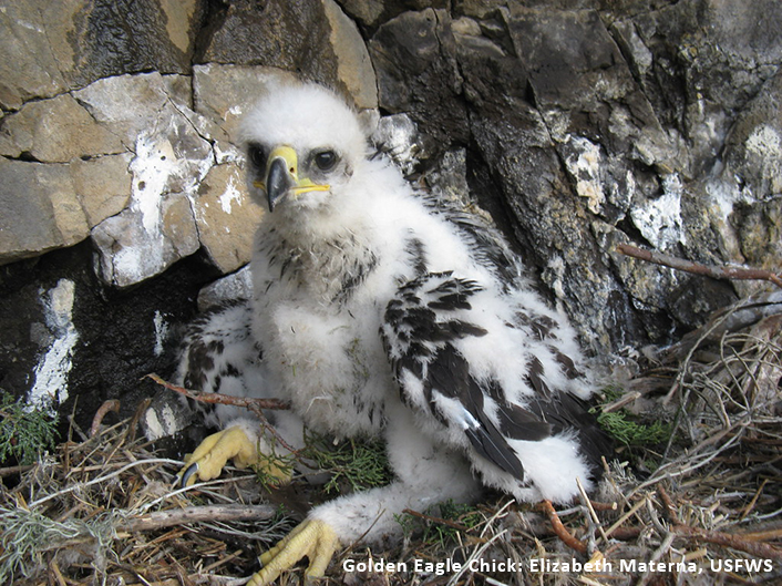 Golden Eagle chick